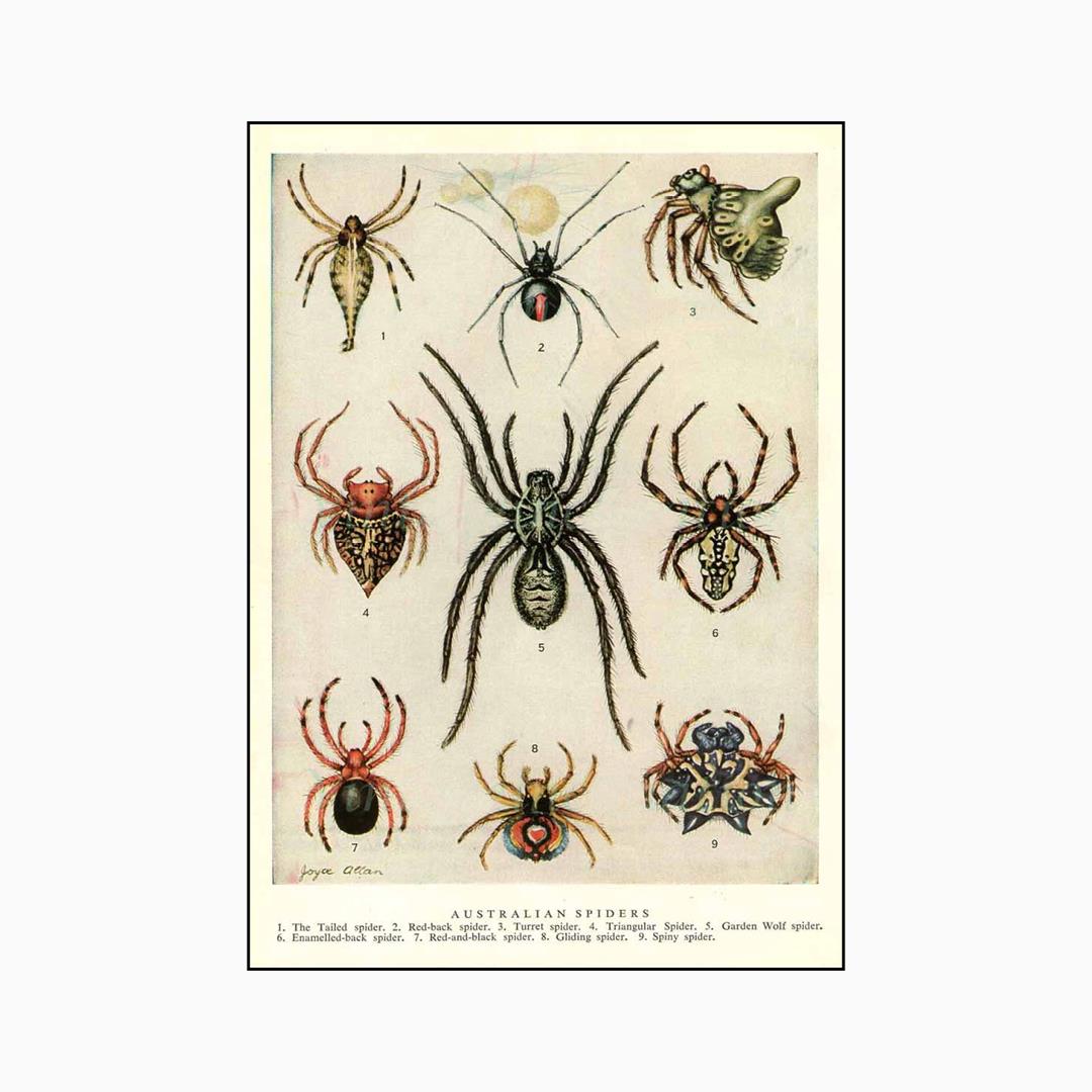THE WAM LECTURES: CAN SPIDERS SAVE US? 