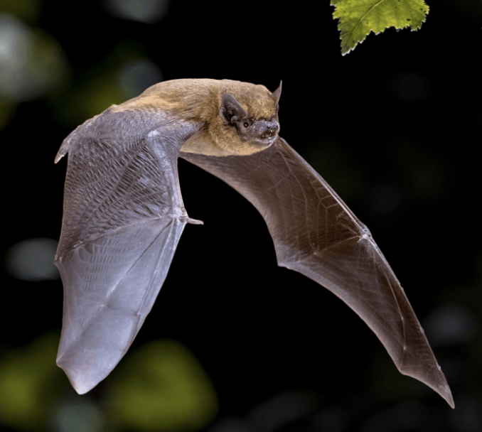 Bat Safari with Citizen Zoo