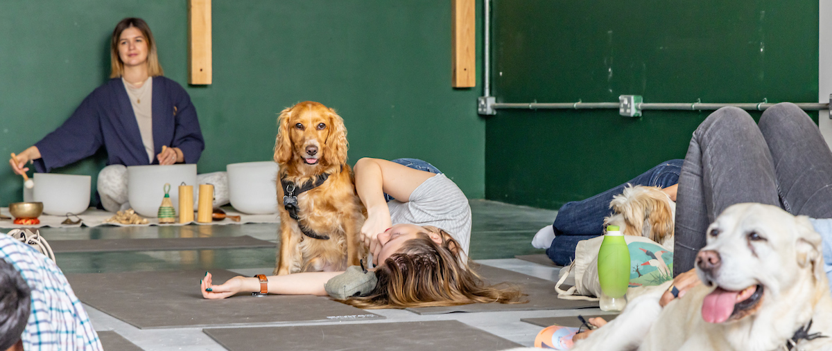 The cover image for the event: In partnership with Woof About! 