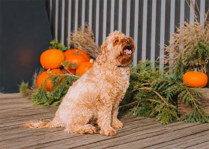 The cover image for the event: In partnership with Woof About, join us for a day packed with activities dedicated to your furry friends