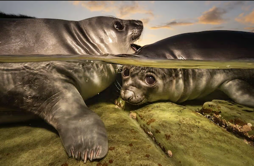 The cover image for the event: Explore the Underwater Photographer of the Year exhibition, a striking collection of award winning images captured in UK waters.