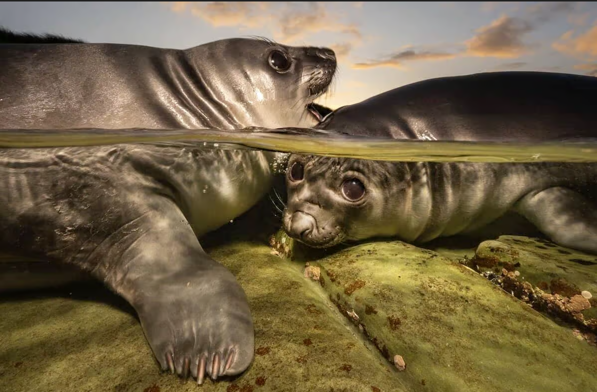 The cover image for the event: Explore the Seaside Explorers: Underwater Photographer of the Year exhibition, a striking collection of award winning images captured in UK waters.