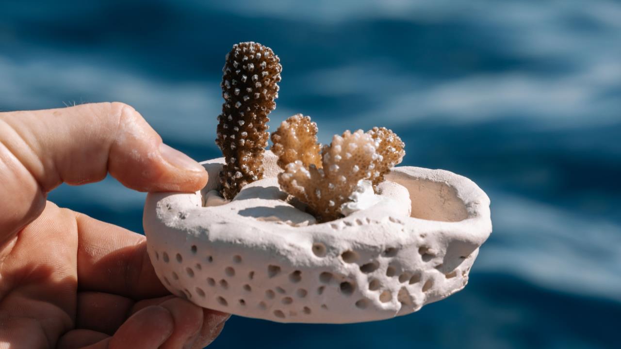 The cover image for the event: Join our hands on educational workshop and create your very own CoralPod.
