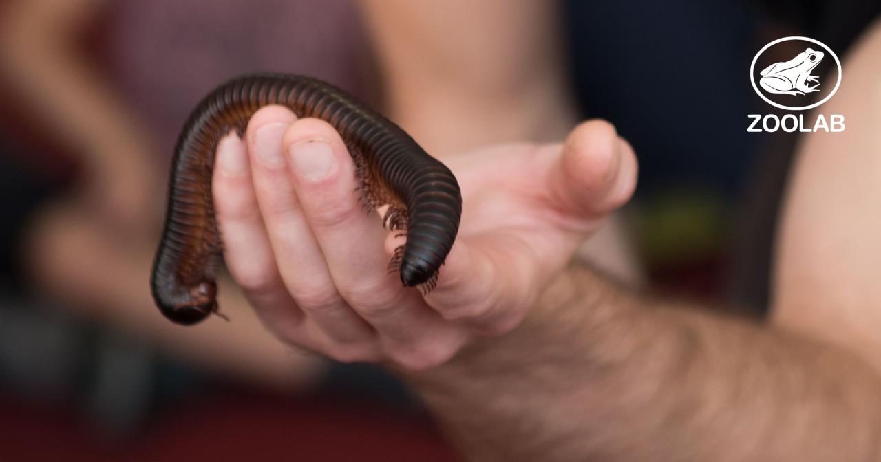 The cover image for the event: Creepy Crawly Encounters workshops with Zoolab at Fulham Pier!