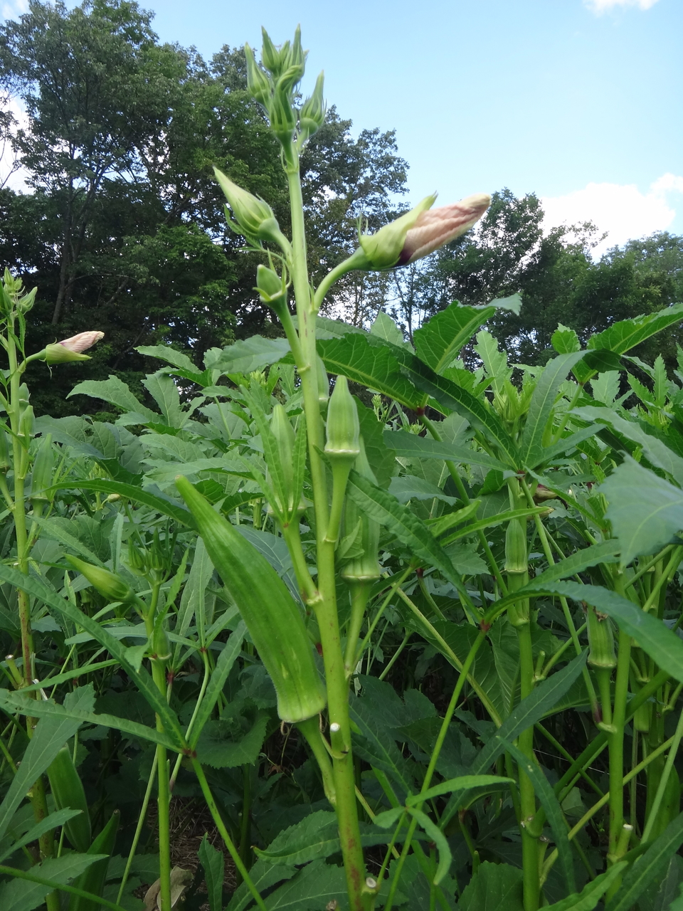Okra