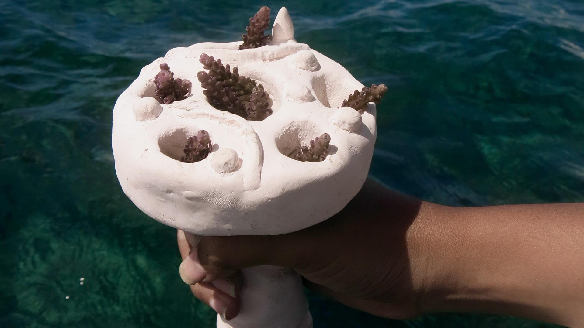 Event media for Clay CoralPod Making Workshop with Crafting Coral 