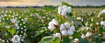 cotton plant
